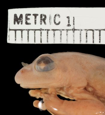 Media type: image;   Herpetology A-36003 Aspect: head lateral